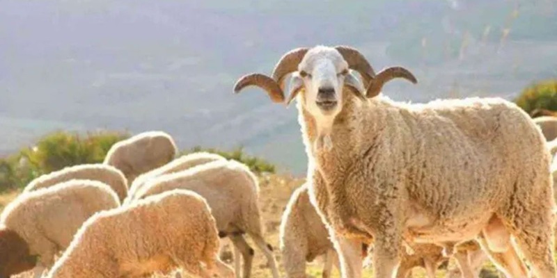 Le roi du Maroc appelle à ne pas sacrifier le mouton de l’Aïd-el-Kébir à cause de la sécheresse