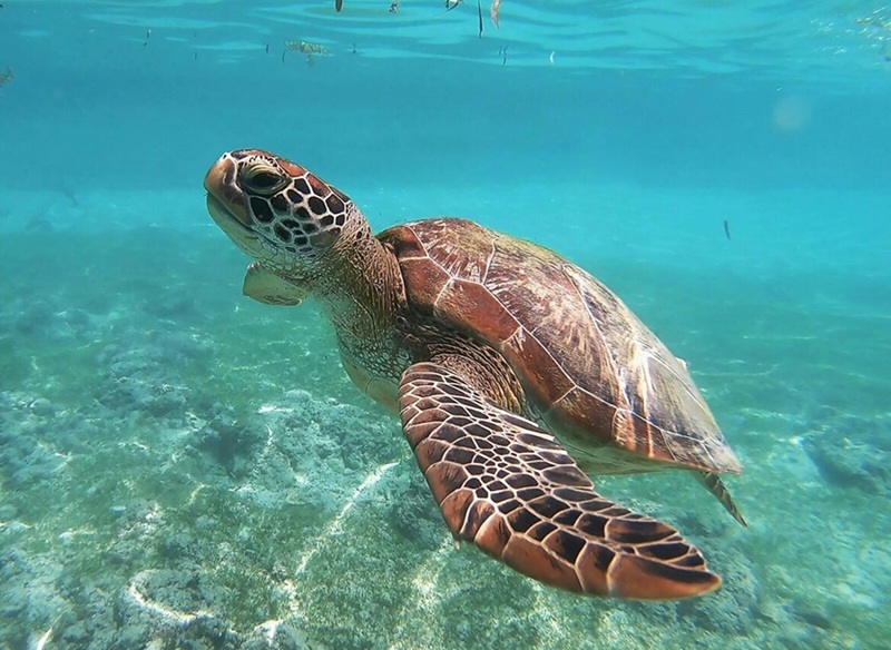 À Zanzibar, un couple de Français au chevet des tortues marines