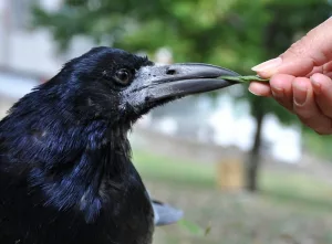 Acheter et vendre un corbeau Un guide détaillé