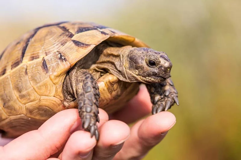 Acheter ou vendre une tortue Guide complet