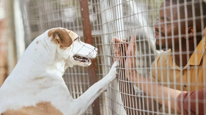 Adoption de Chiens Comment Choisir le Compagnon Idéal en Refuge