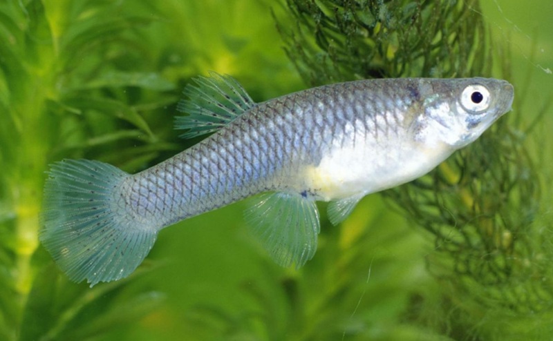 Chez les poissons Gambusia holbrooki, les mâles les plus doués pour résoudre des problèmes ont plus de succès reproductif