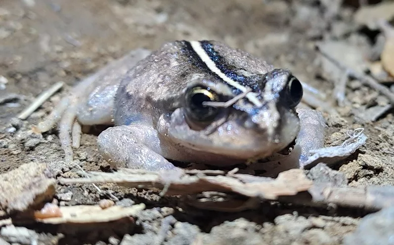 Découverte de l’Alsodes vittatus