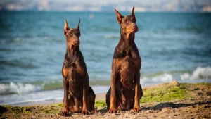 Dobermann