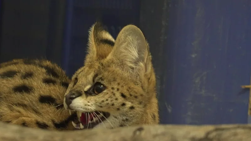 France Télévisions enquête sur le trafic d'animaux sauvages en France