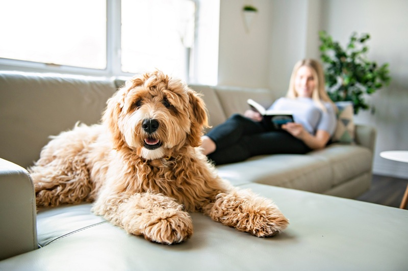 Habiter en appartement, ou dans un petit espace, est-ce un obstacle pour adopter un chien