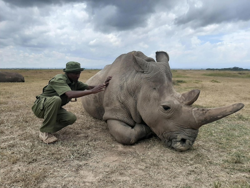 Kenya des anges gardiens pour les rhinocéros