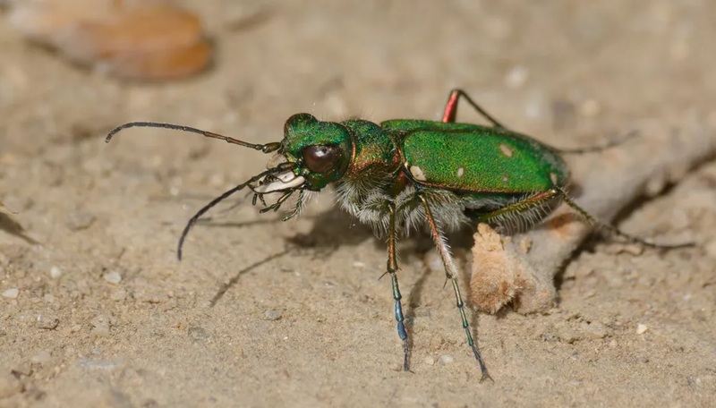 La Cicindèle Champêtre Une Maîtresse du Camouflage et de la Chasse