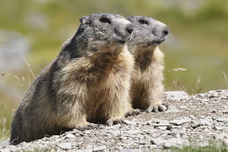 La Marmotte Alpine Un Enjeu de Conservation face au Changement Climatique