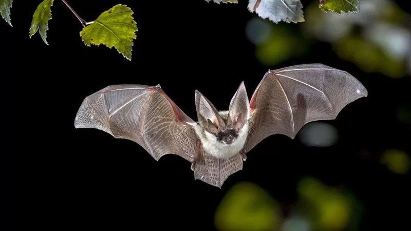 La Résilience des Chauves-Souris Face aux Virus