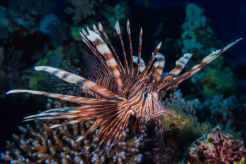 La coloration brillante des rascasses et leur comportement