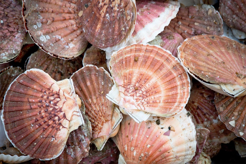 La coquille Saint-Jacques, un trésor des Côtes-d'Armor