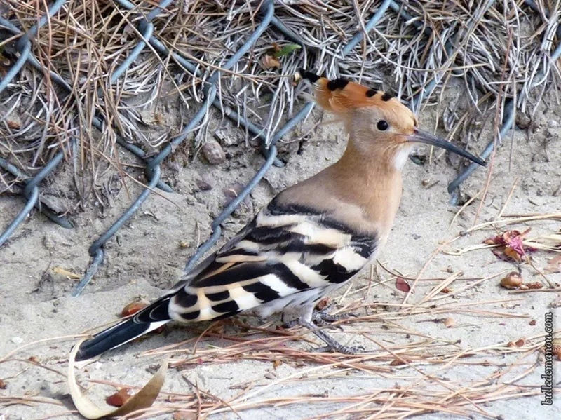 La huppe fasciée n'est plus un oiseau migrateur