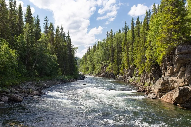 La pêche à la truite une activité réglementée pour préserver nos rivières