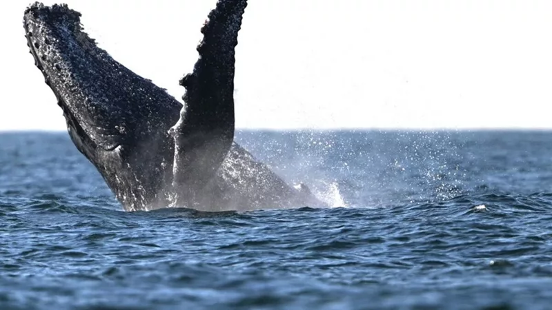 Le Chant des Baleines : Une Structure Complexe Similaire à Celle du Langage Humain