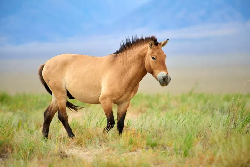 Le cheval de Przewalski