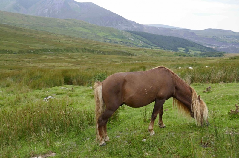 Le recensement annuel des poneys sauvages au Pays de Galles