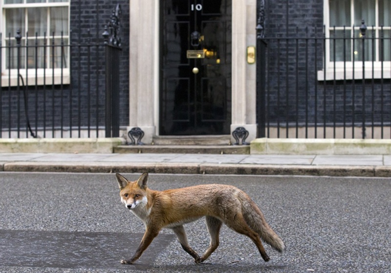 Le renard s’adapte à l'environnement urbain de Londres