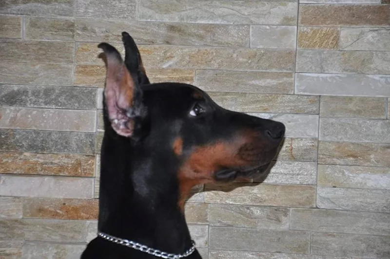 L'élevage de Dobermann avec oreilles coupées