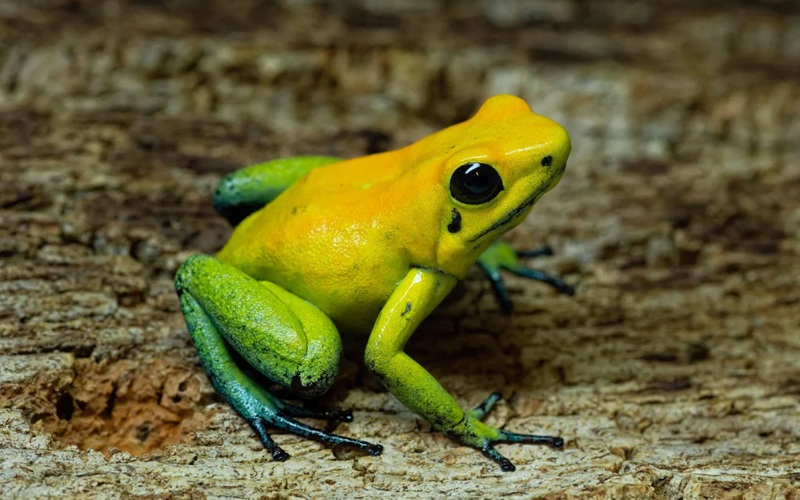 Les Amphibiens Un Groupe de Vertébrés Fascinants et en Danger