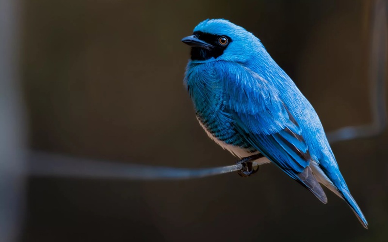 Les Oiseaux Voyageurs des Cieux et Gardiens de la Nature