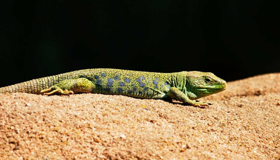 Les Reptiles Une Exploration de leur Diversité, Caractéristiques et Rôle Écologique