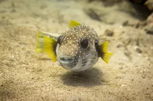 Les poissons-globes une défense fascinante contre les prédateurs