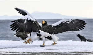 L'île d'Hokkaido, la petite Sibérie japonaise Le repaire de l'aigle de Steller