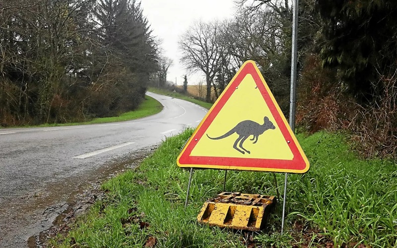 Plumelin, Morbihan Un wallaby en liberté sème le mystère