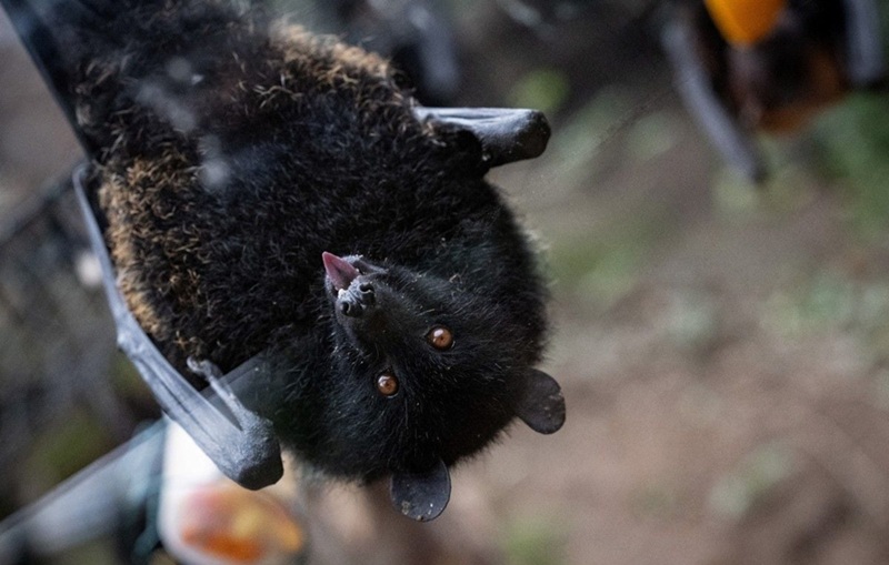 Première naissance en captivité d'une chauve-souris géante des Comores en France