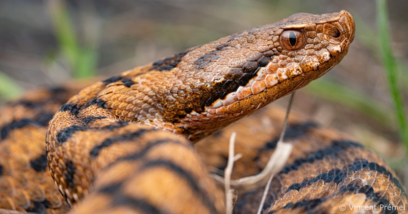 Reptiles et Amphibiens