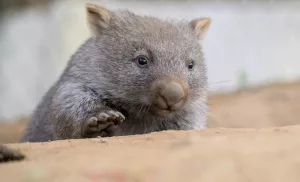 Scandale en Australie une influenceuse américaine vole un bébé wombat, choquant le pays entier