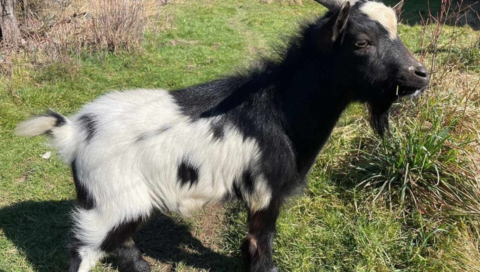 Un bouc nain retrouvé errant à Pontarion trouve un nouveau foyer à Vidaillat ’histoire de Bichou