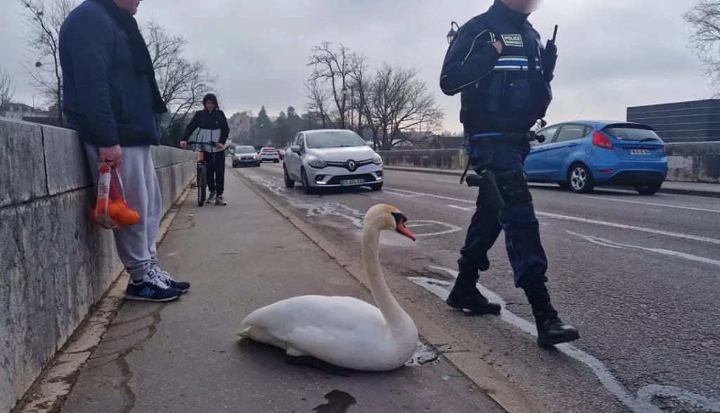 Un cygne perturbateur sur le pont entre Sarras et Saint-Vallier