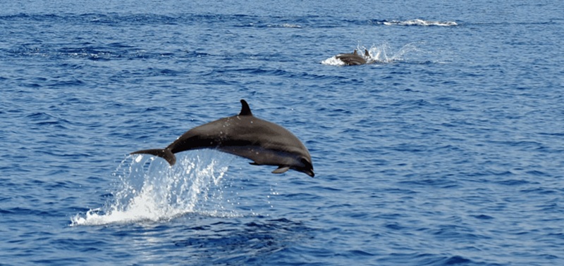 Un dauphin de 400 kg saute dans un petit bateau de pêcheurs en Nouvelle-Zélande