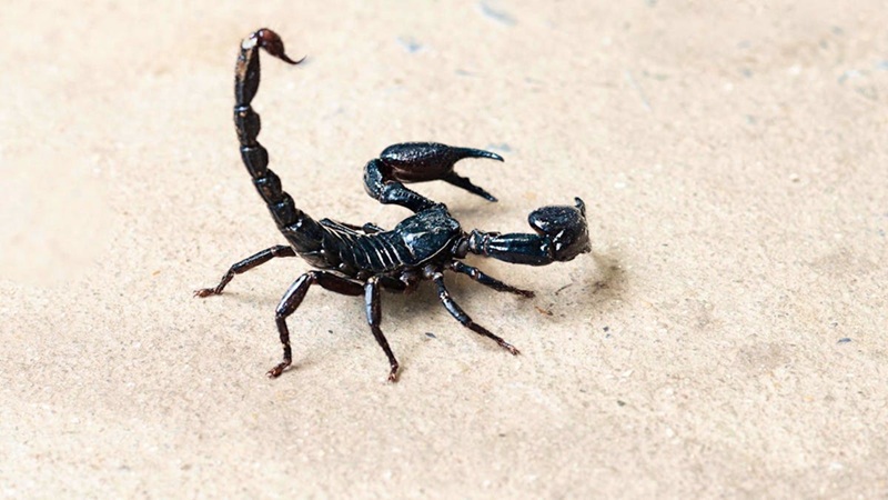 Un scorpion pique une passagère à l’aéroport international de Boston