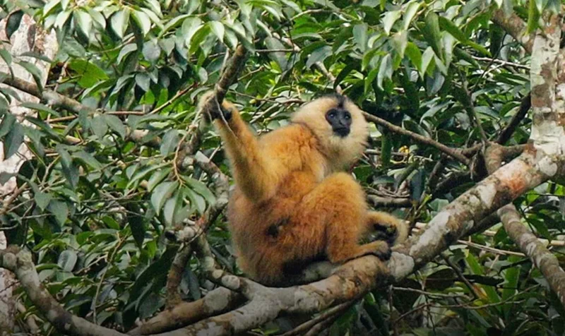 Une Nouvelle Lueur d’Espoir pour le Gibbon de Cao-Vit La Naissance d’un Bébé Gibbon