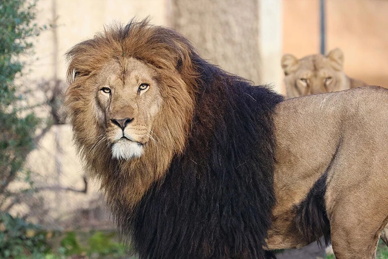 Ysis et Yoda Le départ émouvant de deux lions vers un sanctuaire en Afrique du Sud